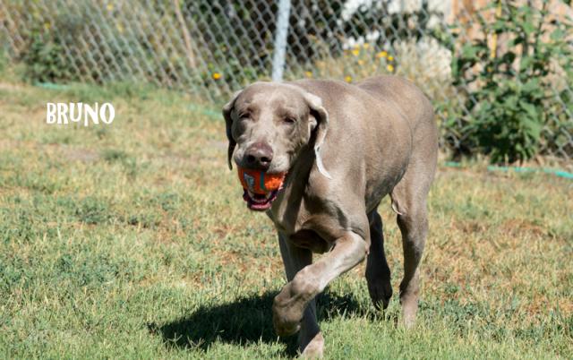 Bruno Ball
